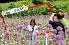 강진서 코끼리마늘꽃도 즐기고 하멜촌커피도 맛보고