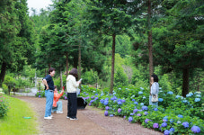 [포토]보성 윤제림 성림원, 수국 꽃바다 속으로