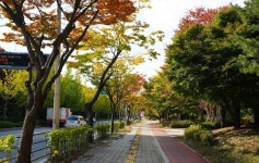 국도1호선 가로숲길을 아시나요~