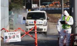 AI 공포 재확산 경기 남부 비상... 화성 산란계 농장서 H5형 AI 항원 또 확인