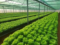 팜설레임 농업회사 법인, 태국 콘캔에 27,000평 규모 농장 운영