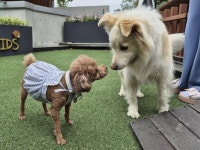 홍천 선마을, 반려견과 보호자 위한 멍멍스쿨 선보여