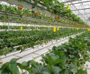 호주 스마트팜 관계자에게 듣는 한국의 스마트팜 성공 비결은?