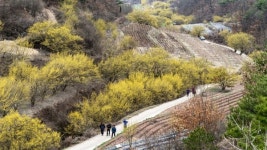 2025 의성산수유축제, 봄을 만끽할 수 있는 산수유마을의 황금빛 풍경