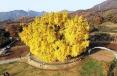 원주 가볼만한곳 반계리 은행나무 축제, 단풍 절정 시기 CCTV 실시간 확인방법