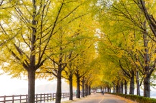 전국 황금빛 절정…은행나무 명소 TOP5 아산 은행나무길 문광저수지 반계리 등