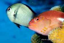 [팔라우 힐링레터]  다양한 얼굴의 쌍둥이,  호크 피쉬 (Hawkfish)