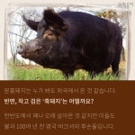 [카드뉴스] 내가 먹은 돼지, 정말 토종일까?