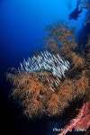 [팔라우 힐링레터] 세상을 거꾸로 보는 면도날 고기(Razor Fish)