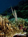 [팔라우 힐링레터] 세상을 거꾸로 보는 면도날 고기(Razor Fish)