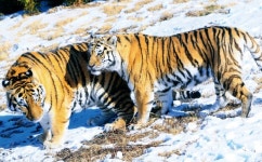 백두산 호랑이 만나러 가자! 국립백두대간수목원 내달 3일 개원