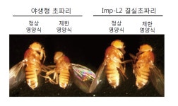 사춘기 영양 부실하면 키 안 크는 이유, 성 호르몬 때문?