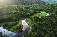 키 큰 나무들이 가뭄에서 아마존 지킨다