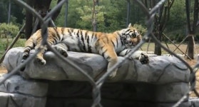 [출동!기자단] 백두산호랑이를 만나다! 국립백두대간 수목원