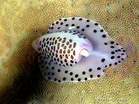 [팔라우 힐링레터] 겉보다 화려한 속마음 개오지