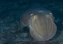 홍합접착제부터 조류로 만든 건물벽까지, 슬기로운 바다생물 이용법