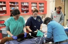 [슬기로운 동물원생활] 국내 처음으로 시도된 삵의 인공수정