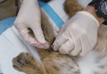 [슬기로운 동물원생활] 국내 처음으로 시도된 삵의 인공수정