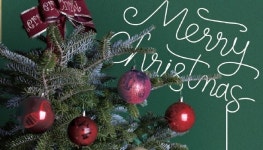 크리스마스 트리는 알고보면 한국산··· 멸종위기의 구상나무를 구하라