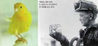 [잠깐과학]광부를 구한 생명의 지저귐 탄광의 카나리아