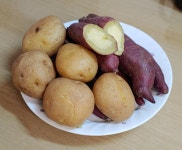 [강석기의 과학카페]감자 많이 먹으면 지구가 건강해진다