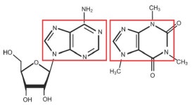 [강석기의 과학카페]아데노신과 카페인의 두 얼굴