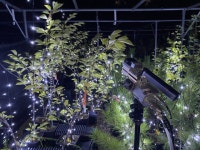 도심의 나무 건강 위해 밤에 LED 조명 일찍 꺼야