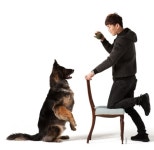 [애니멀리포트] 수고한 특수목적견을 위한 두 번째 삶