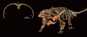 [프리미엄 리포트] 공룡화석이 말했다 아프냐, 나도 아프다