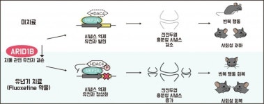 조기진단·치료로 자폐증상 평생 완화 가능해…쥐 실험으로 확인