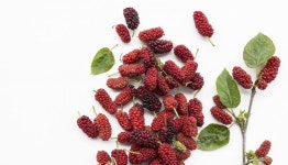 뽕나무에서 코로나19 감염 억제 물질 발견