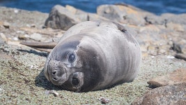 코끼리바다표범이 2시간만 잘 수 있는 비결