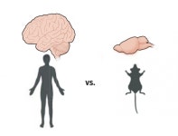 역대 최대 규모 뇌 세포 지도 공개...뇌 기능, 분자 단위로 살핀다