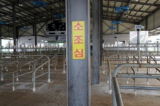 럼피스킨, 국내 확진 105건으로 늘어…청주·고창에서 2건 추가