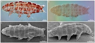 최강 생존동물 물곰, 그린란드 이끼서 신종 발견