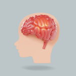 지구 온난화가 인간 뇌 크기 줄였다?