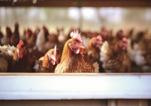 달걀에도 신분증이 있다?…난각번호의 비밀