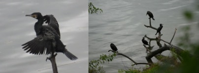 [시민과학풀씨]① 하천과 새의 연결고리를 찾아서