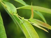 도시 생태공원에서 가을 나비를 만나다