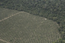 소 농장으로 잘려나간 아마존 열대우림…가뭄·홍수에 생계 위협받는 원주민들