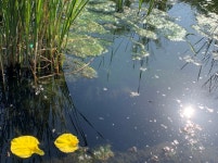 연못에 떨어진 수선화 두 잎- 한가한 어느 오후의 풍경