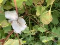 루이지애나, 텍사스 아닌 안양천의- 목화밭 그 목화밭