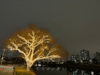 야광의 밤은... 낮보다 화려한데