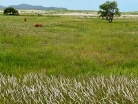 이국적 냄새 물씬- 신두리 해안사구
