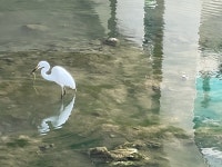 백로의 사냥법- 시간과의 싸움