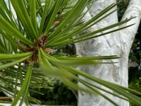 잎과 줄기의 묘한 부조화- 백송의 생명력과 창백함