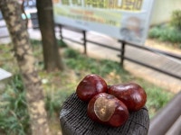 열매의 낙하를 조심할지어다- 마로니에의 경고문