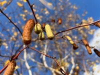 종소리 들리나 잡아당겨 볼까- 참아라~자작나무의 경고