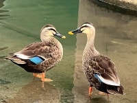 보아라- 이토록 다정한 오리 눈빛을