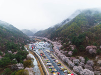 [축제 120] 금산 보곡산골 산꽃여행 랜선으로 만나요